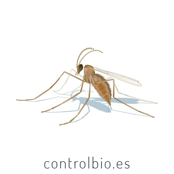 mizapak1000 Aphidoletes aphidimyza depredador de pulgón