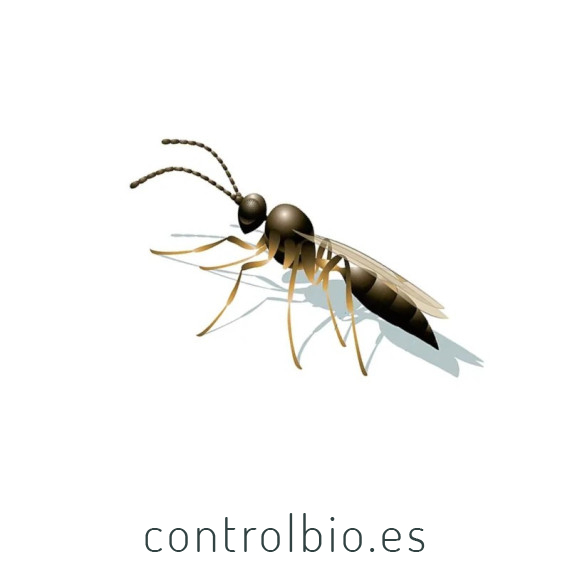 APHIDIPAK 500 Aphidius colemani parásito de pulgones