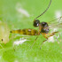 APHIDIPAK 500 Aphidius colemani parásito de pulgones