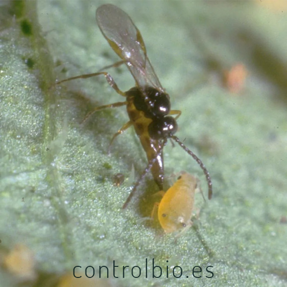 POKER 250 mix de auxiliares contra pulgon
