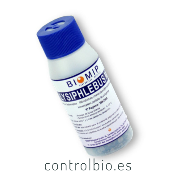 Lysiphlebus 500 Lysiphebus testaceipes contra pulgón