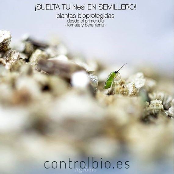 Nesidiocontrol 500 nesidiocoris contra tuta