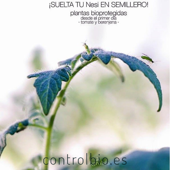 Nesidiocontrol 500 nesidiocoris contra tuta