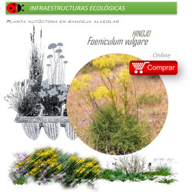 FOENICULUM VULGARE Hinojo x 54 Ud
