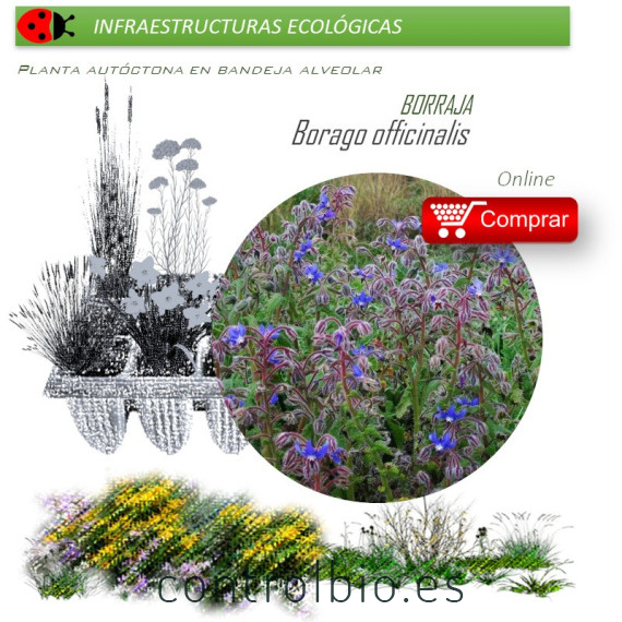 BORAGO OFFICINALIS Borraja x 40 Ud.