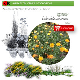 CALENDULA OFFICINALIS Caléndula  x 40 Ud.