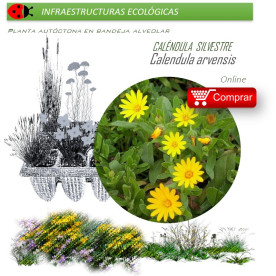 CALENDULA ARVENSIS Caléndula silvestre  x 40 Ud.