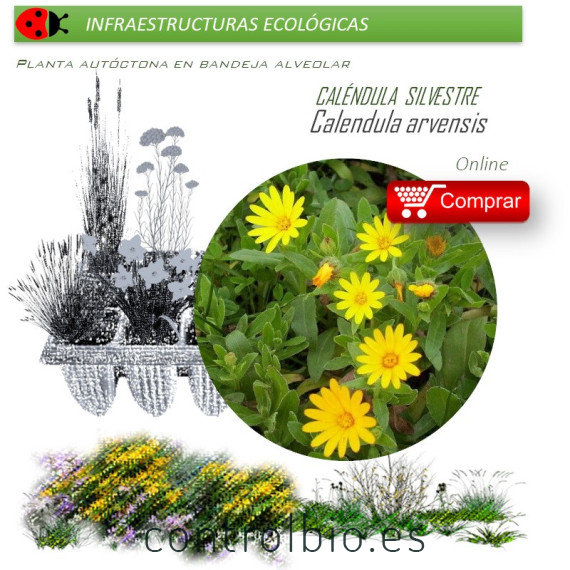 CALENDULA ARVENSIS Caléndula silvestre  x 40 Ud.