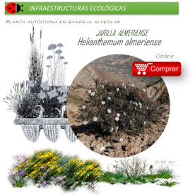 HELIANTHEMUM ALMERIENSE Jarilla  x 40 Ud.