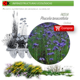 PHACELIA TANACEITFOLIA Facelia  x 40 Ud.