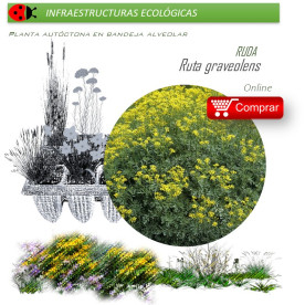 RUTA GRAVEOLENS Ruda  x 40 Ud.
