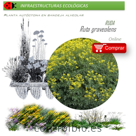 RUTA GRAVEOLENS Ruda  x 40 Ud.