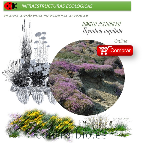 THYMBRA CAPITATA Tomillo aceitunero x 40 Ud.
