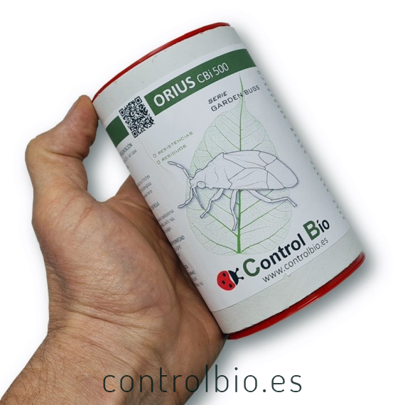 ORIUS CBi 500 Orius laevigatus depredador de trips