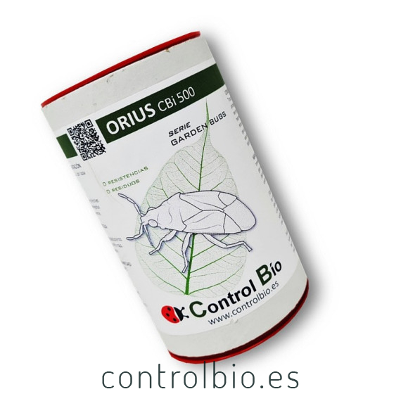 ORIUS CBi 500 Orius laevigatus depredador de trips