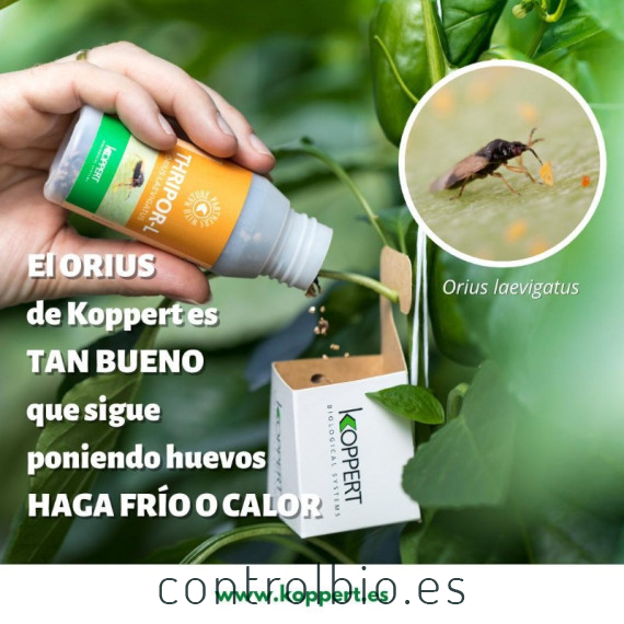 Thripor-L-500 koppert orius laevigatus