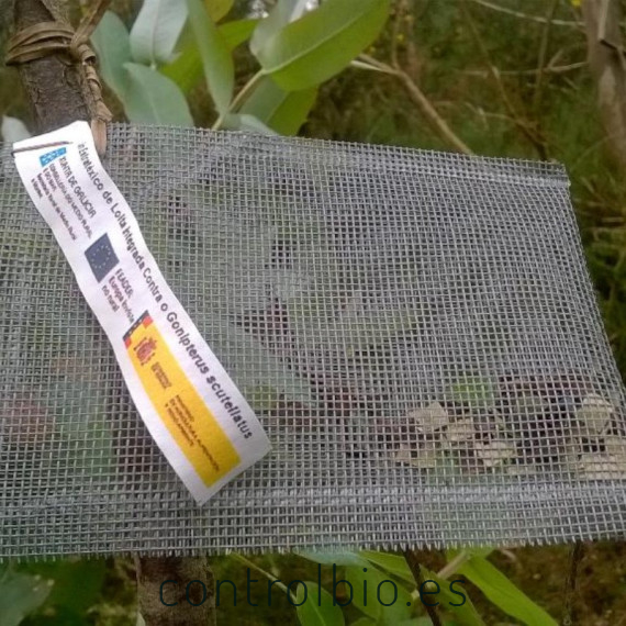 comprar anaphes nitens