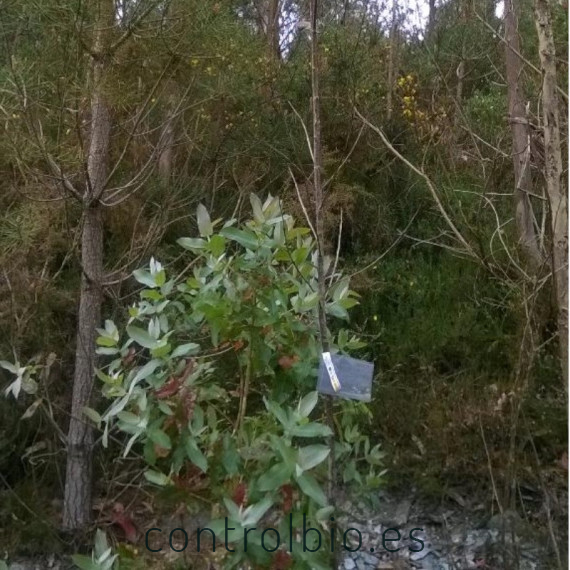 comprar anaphes nitens