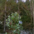 comprar anaphes nitens