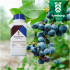 TRICHOSYM BIO inoculante biológico con Trichoderma harzianum