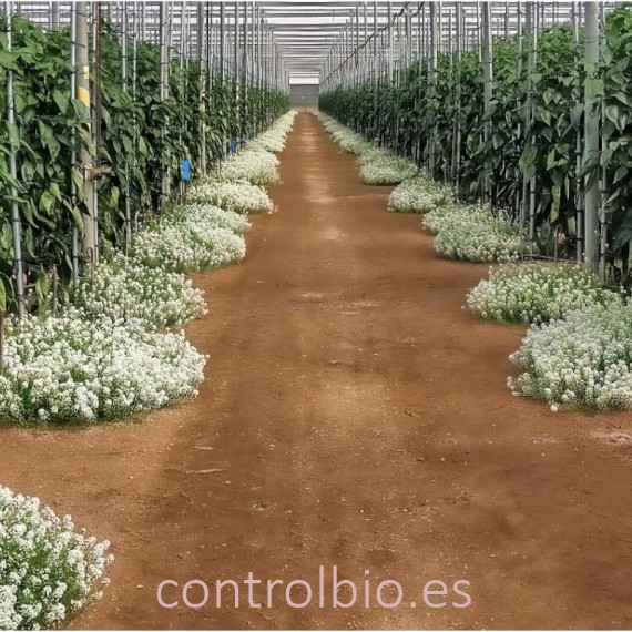 LOBULARIA refugio de Orius maceta x1 Ud