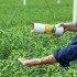 NUTARI alimento para ácaros depredadores