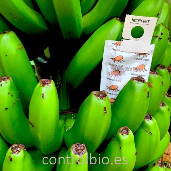 THRIPEX PLUS 500 sobres individuales Amblyseius cucumeris