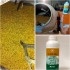 CERES-MIX WHEAT 1 L de Koppert bioprotector de semillas para cereales