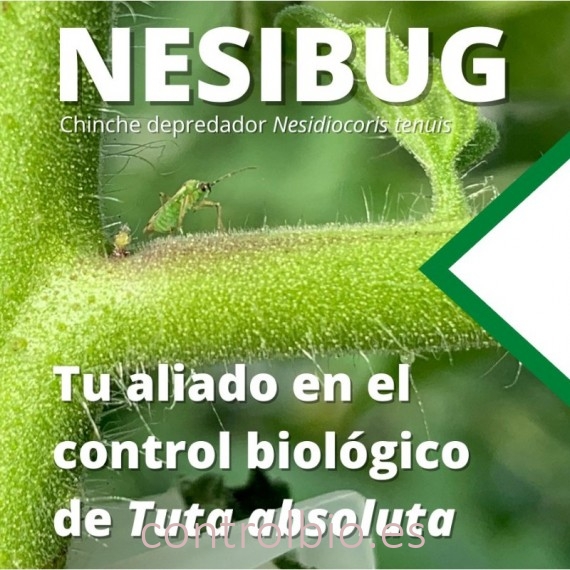 NESIBUG 1000 Nesidiocoris contra Tuta absoluta y mosca blanca