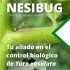 NESIBUG 1000 Nesidiocoris contra Tuta absoluta y mosca blanca