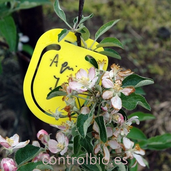 SIGNAL CLIPS YELOW x50 Ud. señalizador de plagas