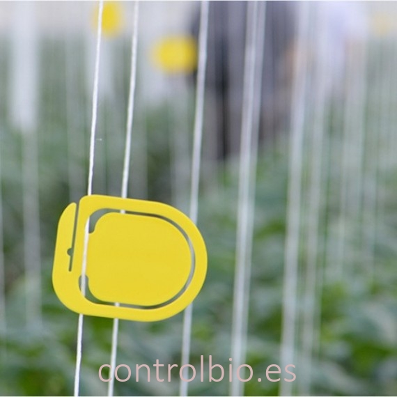 SIGNAL CLIPS YELOW x50 Ud. señalizador de plagas