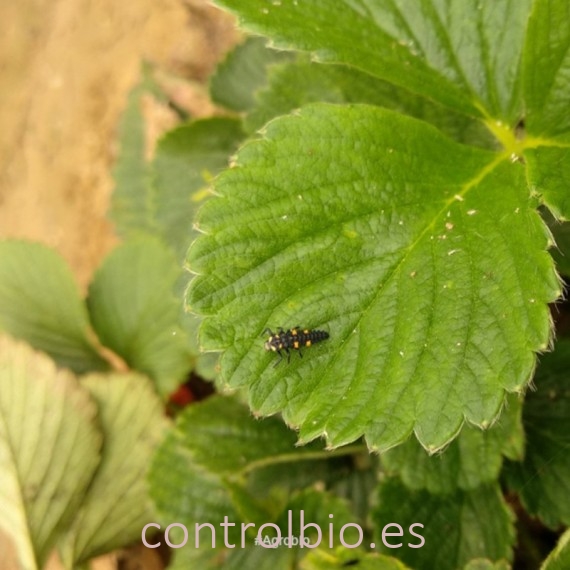 ADALIAcontrol 100 huevos y larvas Adalia bipunctata contra pulgón