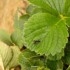 ADALIAcontrol 100 huevos y larvas Adalia bipunctata contra pulgón