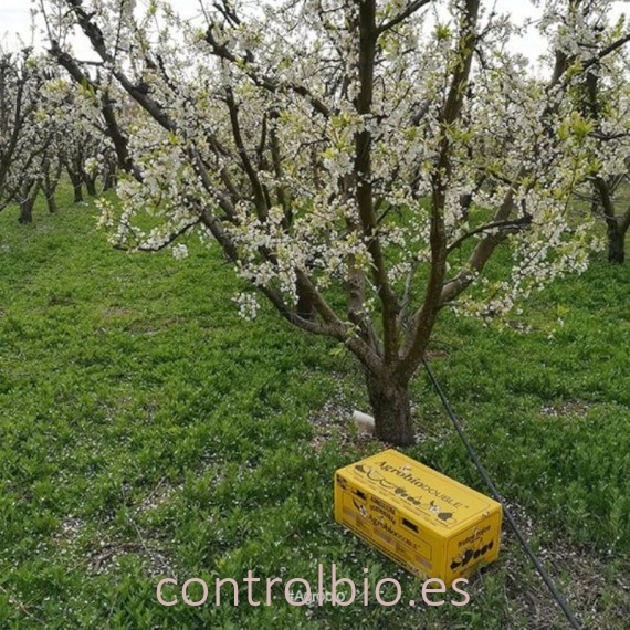 COLMENA DOBLE de frutales