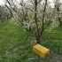 COLMENA DOBLE de frutales