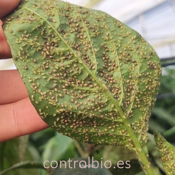 MIX 240-H VERDAPROTECT mezcla de parasitoides de pulgón