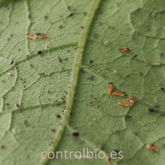 APHIDOcontrol 1000 depredador de pulgón