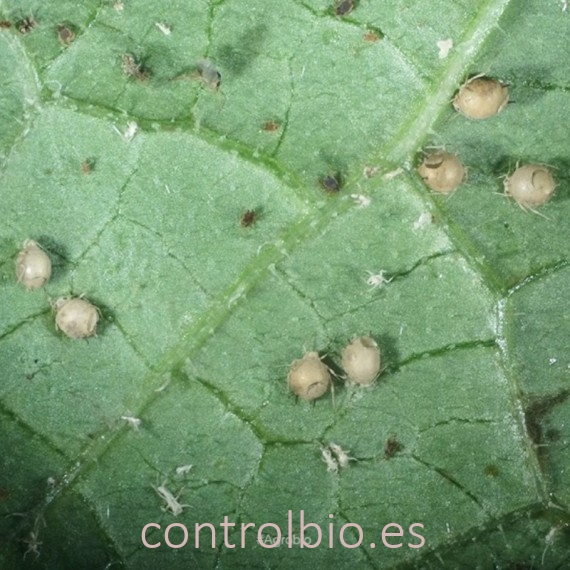 APHIcontrol 1000 pupas de aphidius colemani