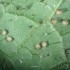 APHIcontrol 1000 pupas de aphidius colemani