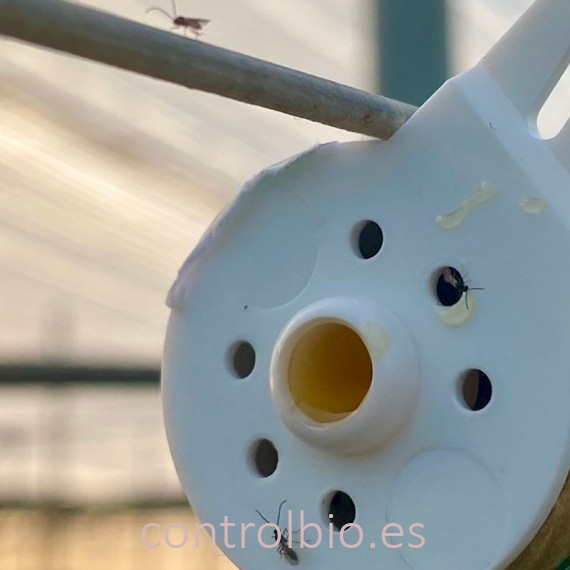 MIX 240-B BERRYPROTECT mezcla de parasitoides contra pulgón en cultivo de berries