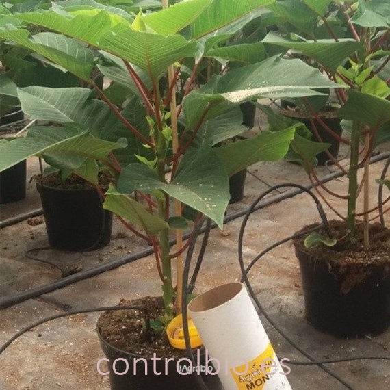 MONCONTROL 25000 Amblyseius montdorensis