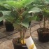 MONCONTROL 25000 Amblyseius montdorensis
