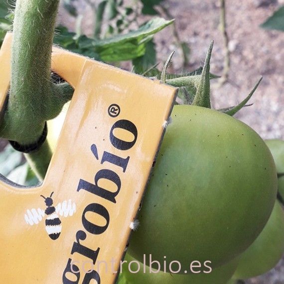 TRICHOCONTROL 125.000 contra tuta absoluta tarjetas Trichogramma achaeae