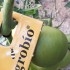 TRICHOCONTROL 125.000 contra tuta absoluta tarjetas Trichogramma achaeae