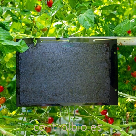 PLACA NEGRA 40 x 25 cm (sobre de 12 Ud)