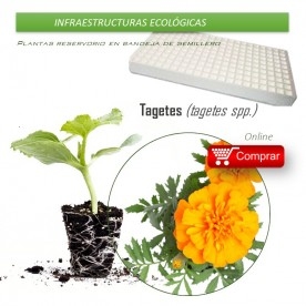 TAGETES en bandeja de semillero