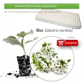 LOBULARIA  en bandeja semillero