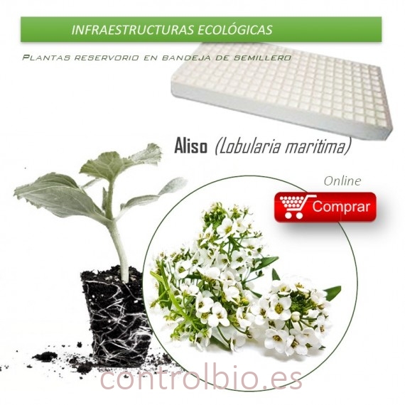 LOBULARIA  en bandeja semillero