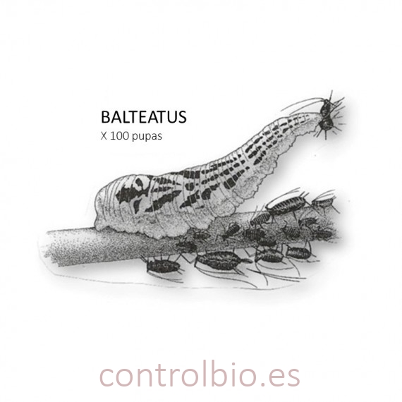 BALTEATUS enemigo natural del pulgón x100 pupas